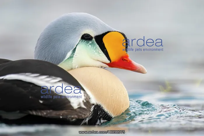 : King eider (Somateria spectabilis), portrait of : King eider (Somateria spectabilis), portrait of