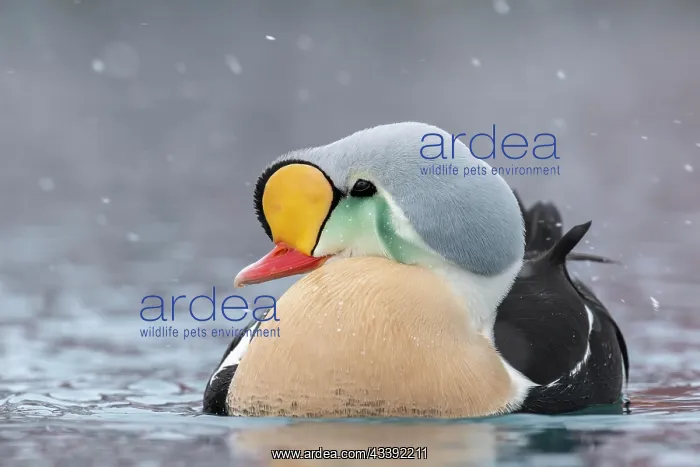 : King eider (Somateria spectabilis), portrait of : King eider (Somateria spectabilis), portrait of