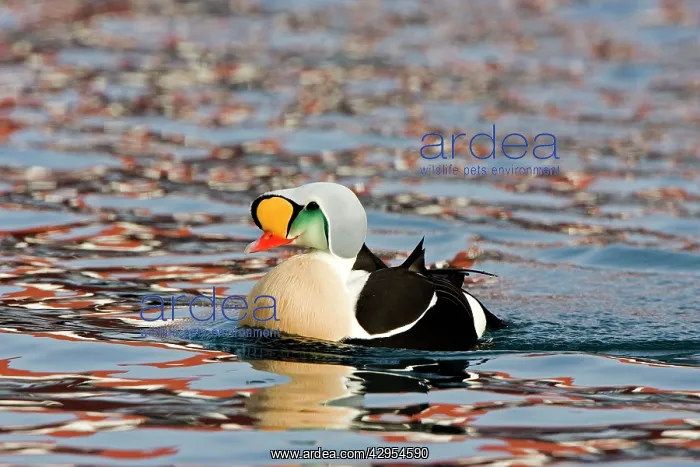 : King Eider - Swimming with ripples on water : King Eider - Swimming with ripples on water
