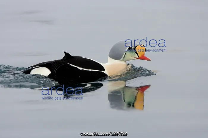 : King Eider - Swimming on water with reflection : King Eider - Swimming on water with reflection