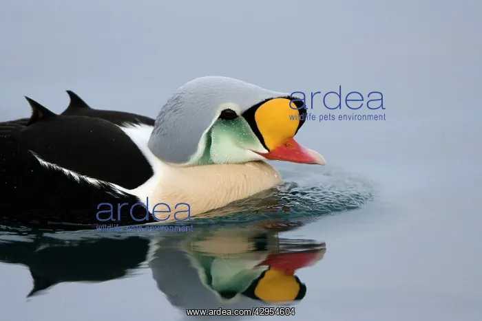 : King Eider - Swimming on water with reflection : King Eider - Swimming on water with reflection