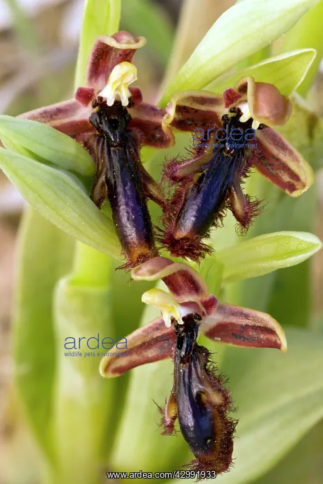 : King Ferdinand's Orchid / Earwig Orchid : King Ferdinand's Orchid / Earwig Orchid