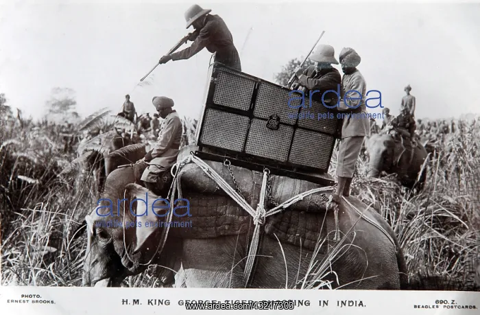: King George 5th tiger shooting in India, old postcard : King George 5th tiger shooting in India, old postcard