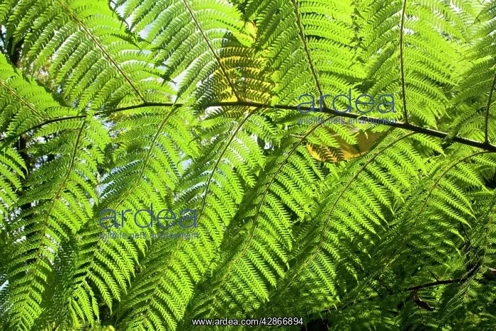 : King / Giant Fern : King / Giant Fern