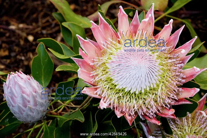 : King / Great Protaea - a Cape town endemic : King / Great Protaea - a Cape town endemic