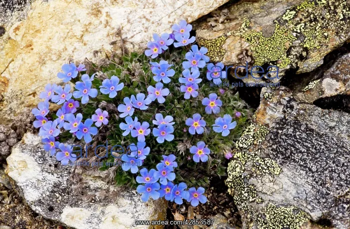: King-of-the-Alps - beautiful dwarf alpine high-altitude : King-of-the-Alps - beautiful dwarf alpine high-altitude