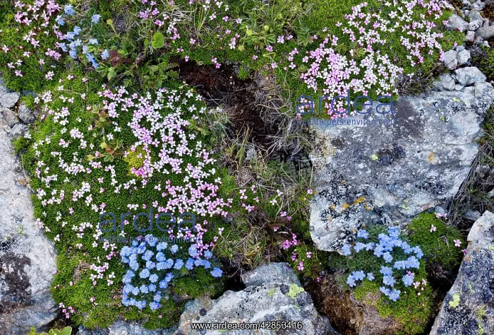 : King-of-the-Alps - and Moss Campion (Silene acaulis) : King-of-the-Alps - and Moss Campion (Silene acaulis)