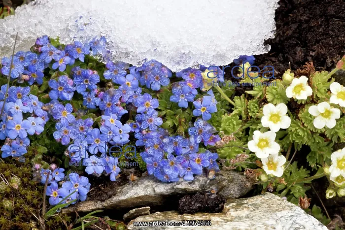 : King-of-the-Alps - with A musky saxifrage (Saxifraga