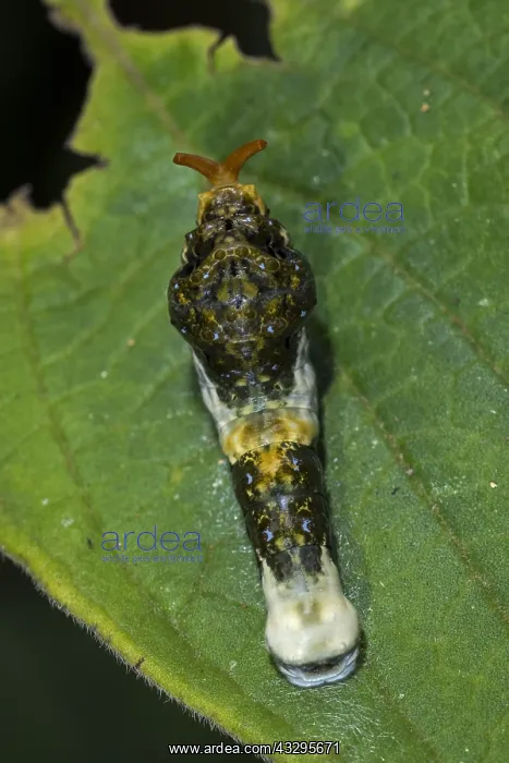 : King Page Swallowtail (Heraclides thoas) caterpillar : King Page Swallowtail (Heraclides thoas) caterpillar