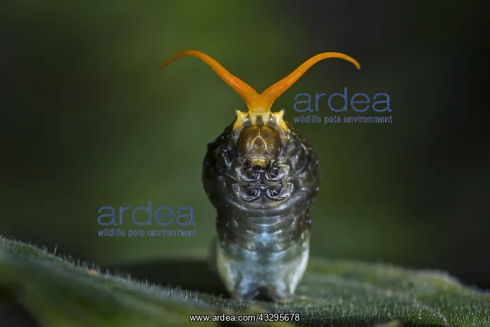 : King Page Swallowtail (Heraclides thoas) caterpillar : King Page Swallowtail (Heraclides thoas) caterpillar