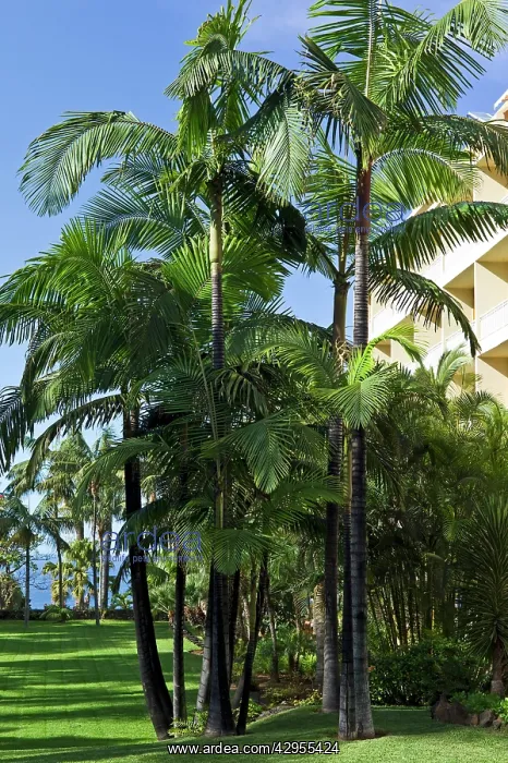 : King Palm Trees - botanical gardens surrounding hotel : King Palm Trees - botanical gardens surrounding hotel