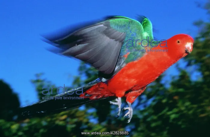 : King Parrot : King Parrot
