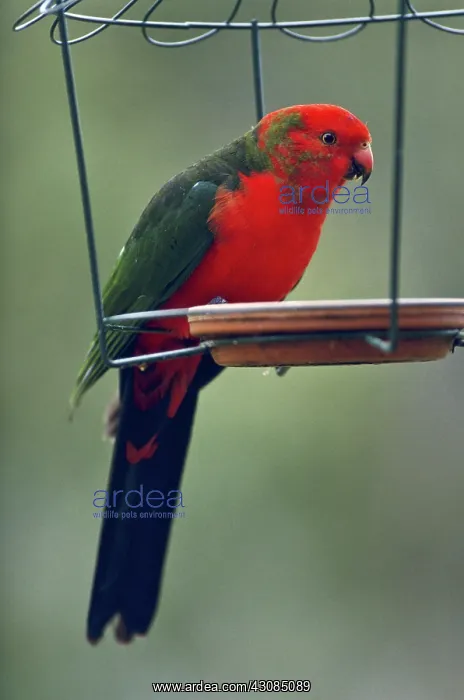 : King Parrot : King Parrot