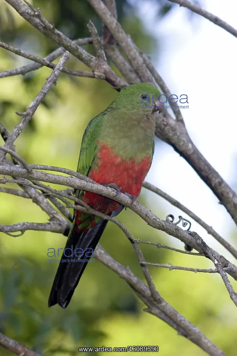 : King parrot : King parrot