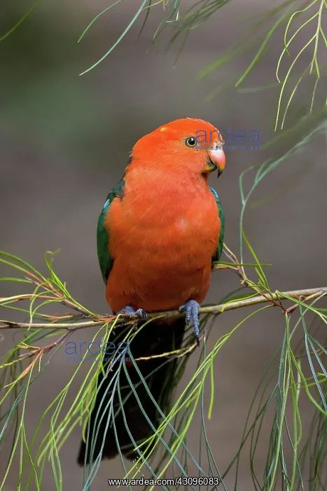 : King Parrot : King Parrot