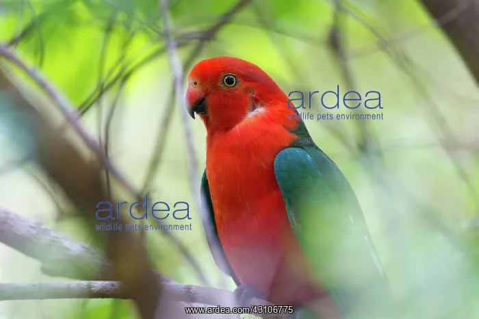 : King Parrot : King Parrot
