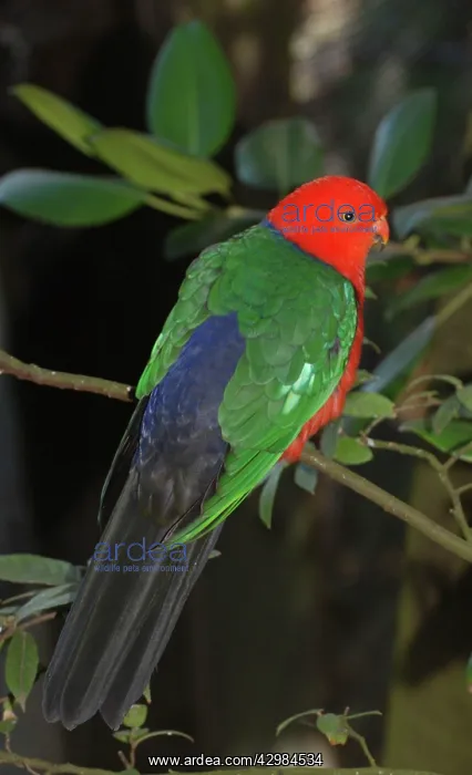 : King Parrot - male : King Parrot - male
