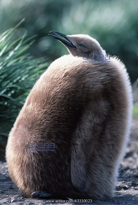 : KING PENGUIN - 10 month old chick : KING PENGUIN - 10 month old chick