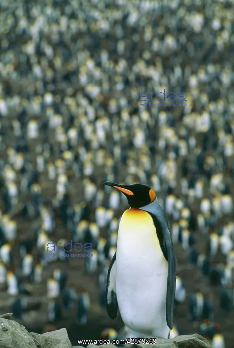 : King PENGUIN : King PENGUIN