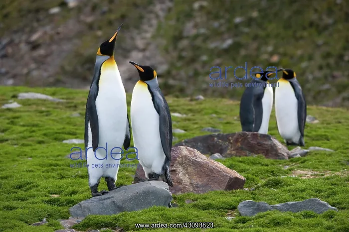 : King Penguin : King Penguin