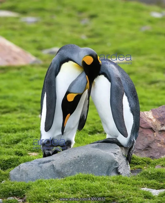 : King Penguin : King Penguin