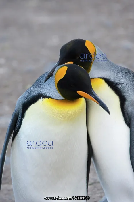 : King Penguin : King Penguin