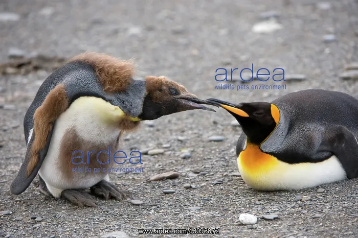 : King Penguin : King Penguin