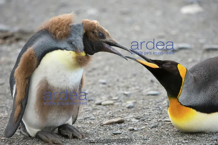 : King Penguin : King Penguin