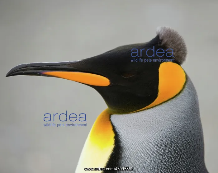 : King Penguin : King Penguin