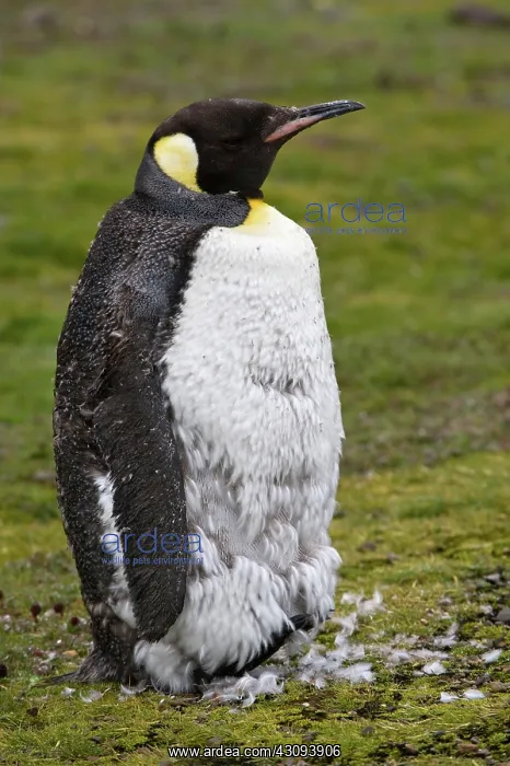 : King Penguin : King Penguin