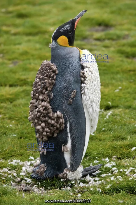 : King Penguin : King Penguin