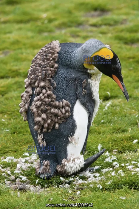 : King Penguin : King Penguin