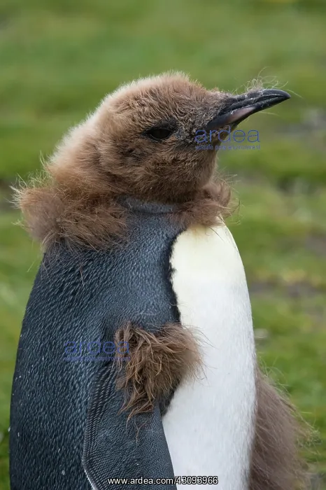 : King Penguin : King Penguin