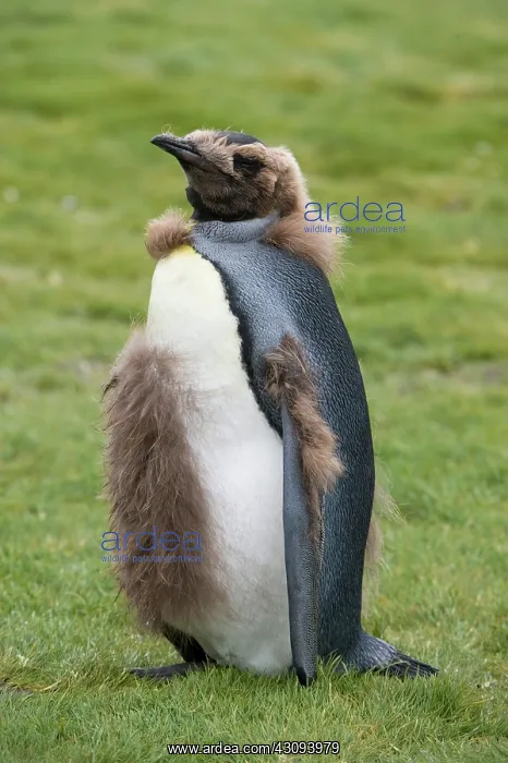 : King Penguin : King Penguin
