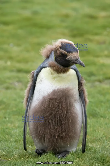 : King Penguin : King Penguin