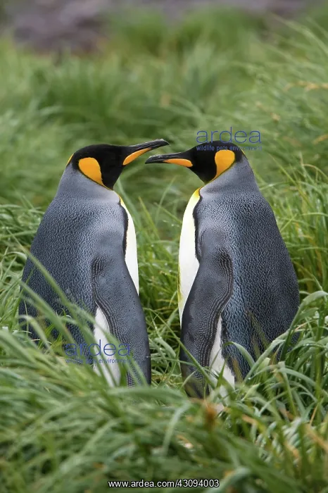 : King Penguin : King Penguin