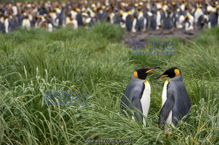 : King Penguin : King Penguin