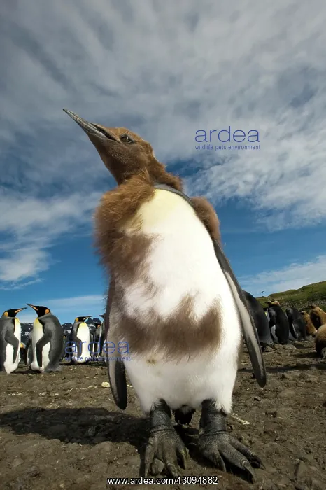 : King Penguin : King Penguin