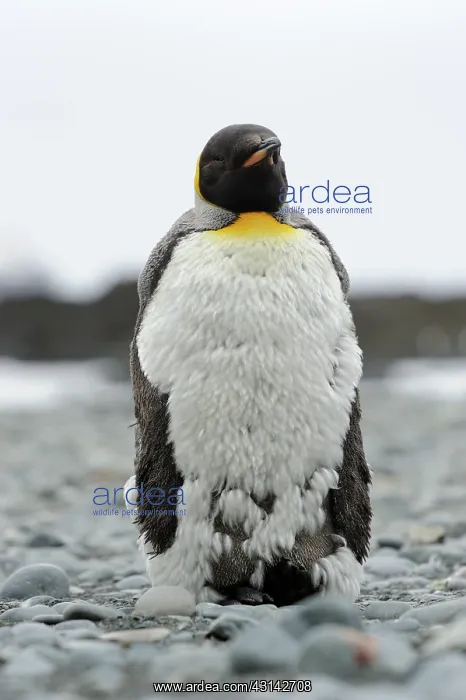 : King Penguin : King Penguin