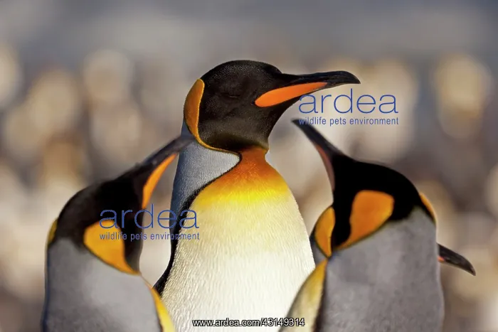 : King Penguin : King Penguin
