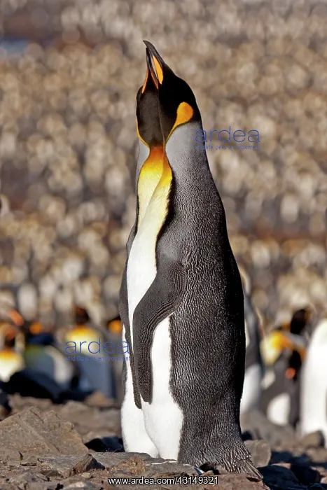 : King Penguin : King Penguin