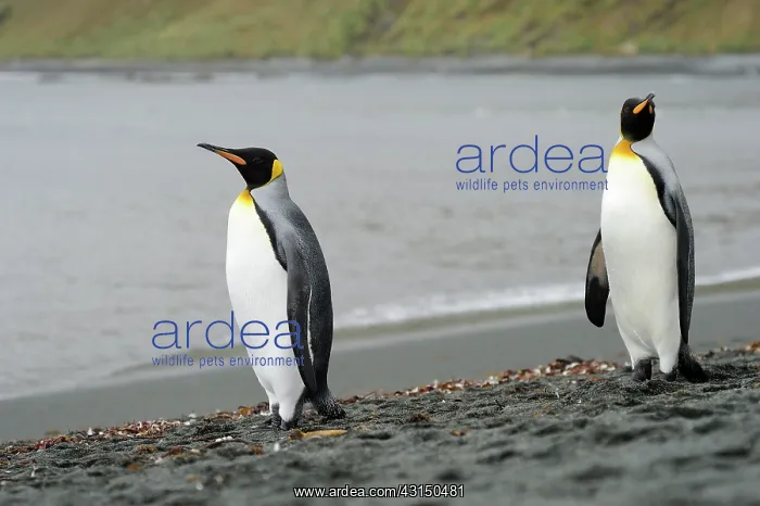 : King Penguin : King Penguin