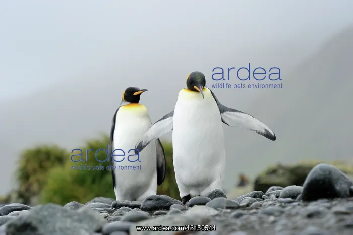  : King Penguin