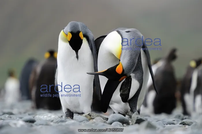 : King Penguin : King Penguin