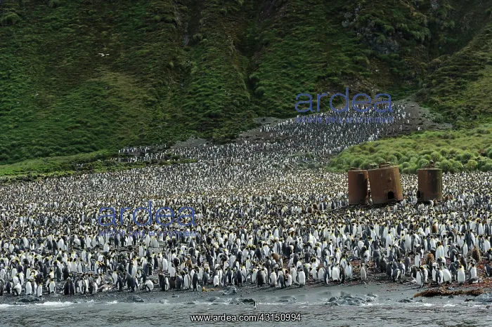 : King Penguin : King Penguin