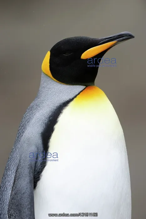 : King Penguin : King Penguin