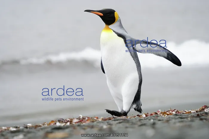 : King Penguin : King Penguin