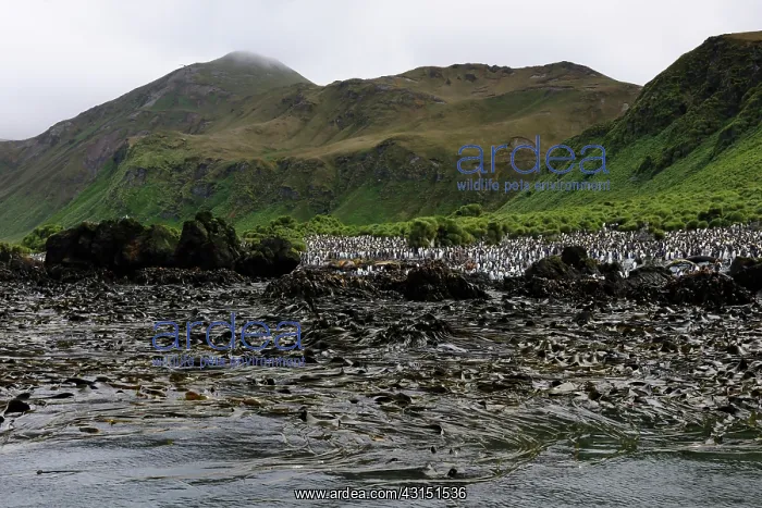 : King Penguin : King Penguin