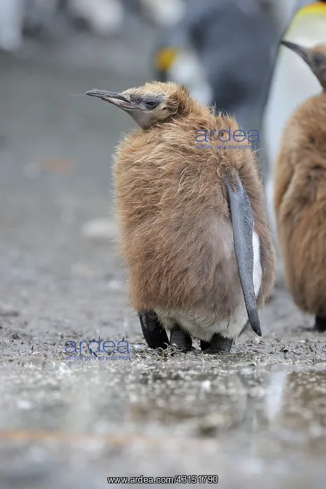 : King Penguin : King Penguin