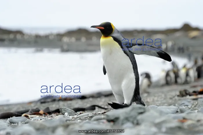 : King Penguin : King Penguin
